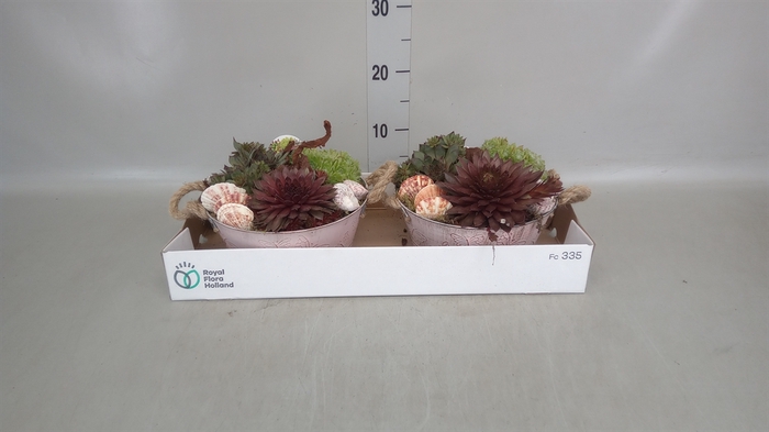 <h4>Arr.  Sempervivum L%</h4>