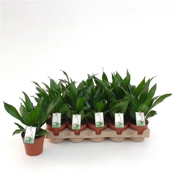 <h4>Dracaena fra Compacta Grp 'Green Jewel'</h4>