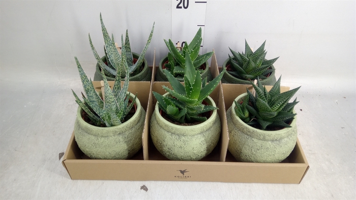 <h4>Succulents   ...mix 3</h4>