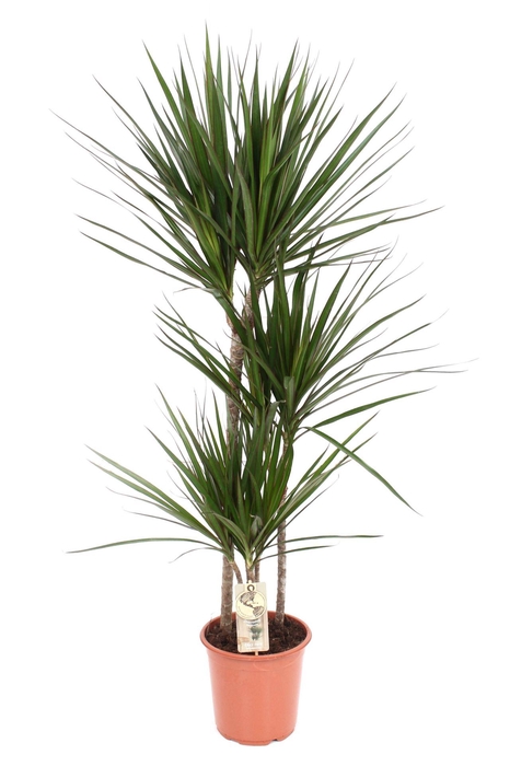 <h4>Dracaena Marginata</h4>