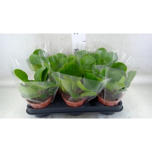 Pilea peperomioides
