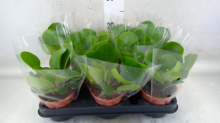 <h4>Pilea peperomioides</h4>