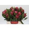 Protea Lancelot