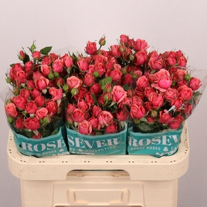R TR SUGAR PINK ROSE