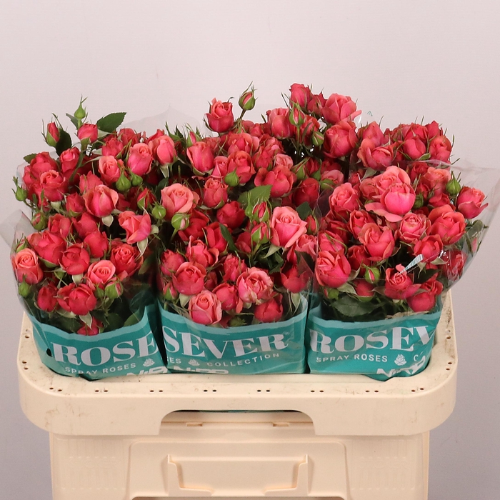 <h4>R TR SUGAR PINK ROSE</h4>