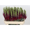 Antirrhinum Opus Red