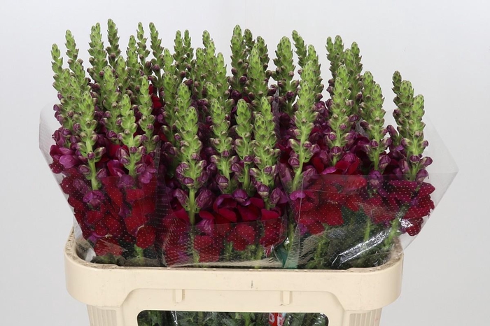 <h4>Antirrhinum Opus Red</h4>