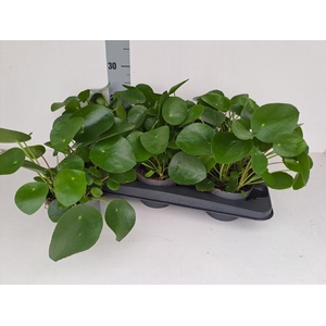 PILEA PEPEROMIOIDES