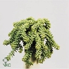 Sedum Burrito