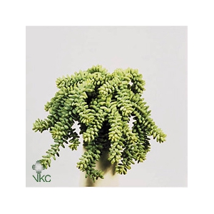 SEDUM BURRITO