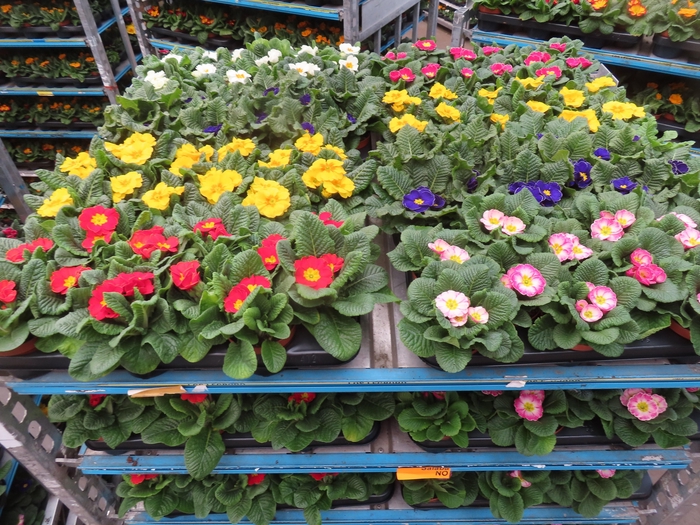 <h4>PRIM AC MIXK</h4>