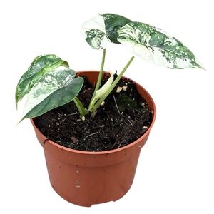 Alocasia