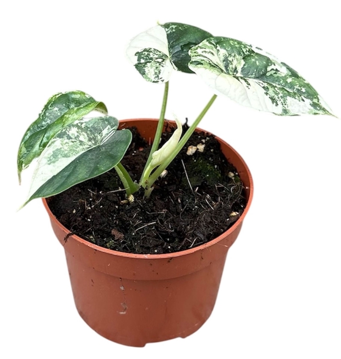 <h4>Alocasia</h4>