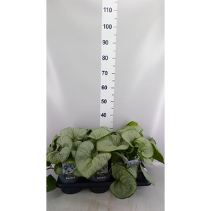 Brunnera macrophylla   ...