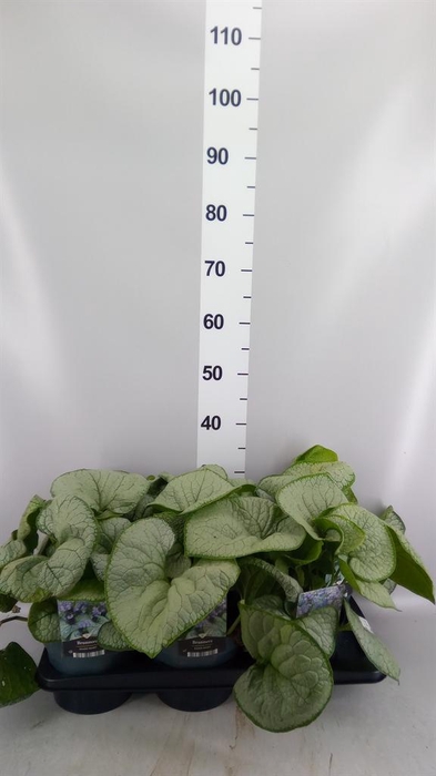 <h4>Brunnera macrophylla   ...</h4>