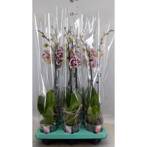 Phalaenopsis   ...
