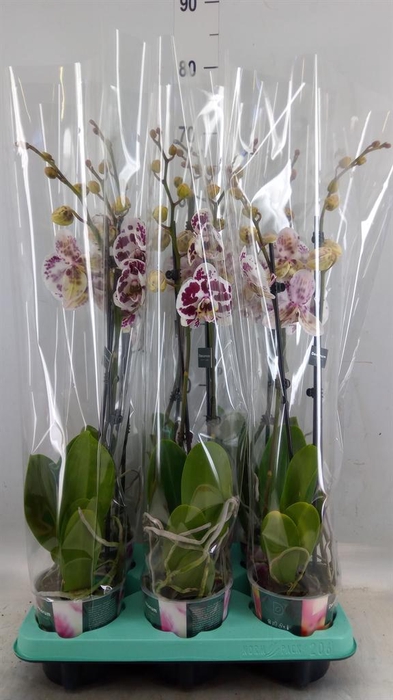 <h4>Phalaenopsis   ...</h4>