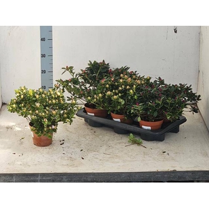 RHODO SI GEM