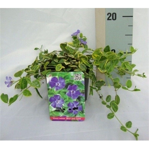 Vinca minor 'Aureovariegata'