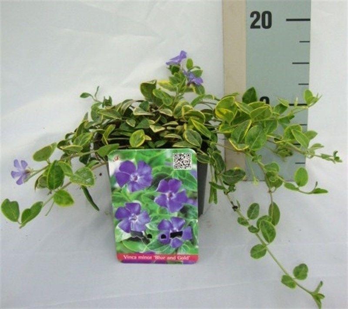 <h4>Vinca minor 'Aureovariegata'</h4>