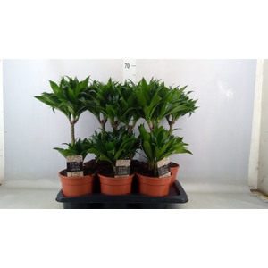 Dracaena frag. 'Compacta'