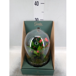 Arr.  Anthurium H%