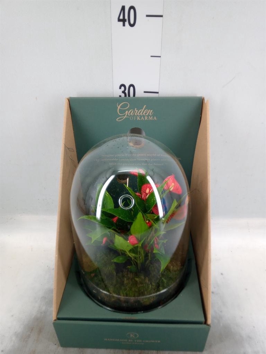 <h4>Arr.  Anthurium H%</h4>