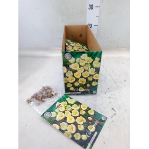 Flowerbulbs, corns or tubers   ...