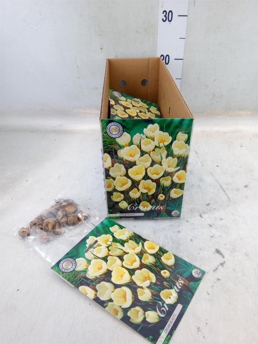 <h4>Flowerbulbs, corns or tubers   ...</h4>