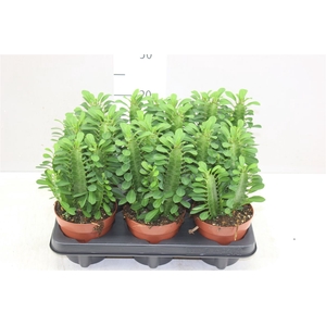 Euphorbia Trigona