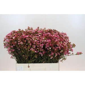 Chamelaucium Sarah's Delight