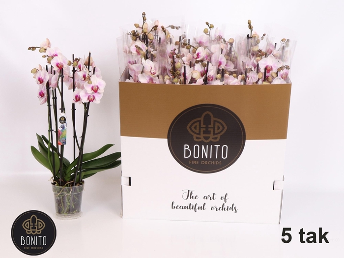 <h4>PHAL AN DENVER</h4>