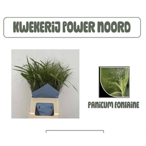 PANIC VI FONTAINE
