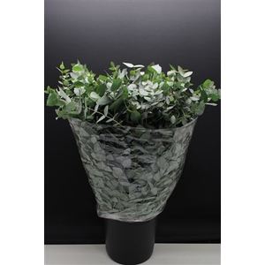 EUC CINEREA 300GR (FR)