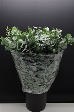 EUC CINEREA 300GR (FR)