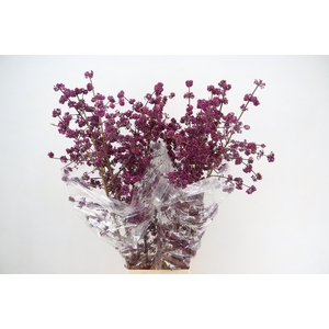 CALLICARPA BOD PROFU 150CM