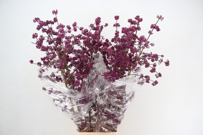 <h4>CALLICARPA BOD PROFU 150CM</h4>