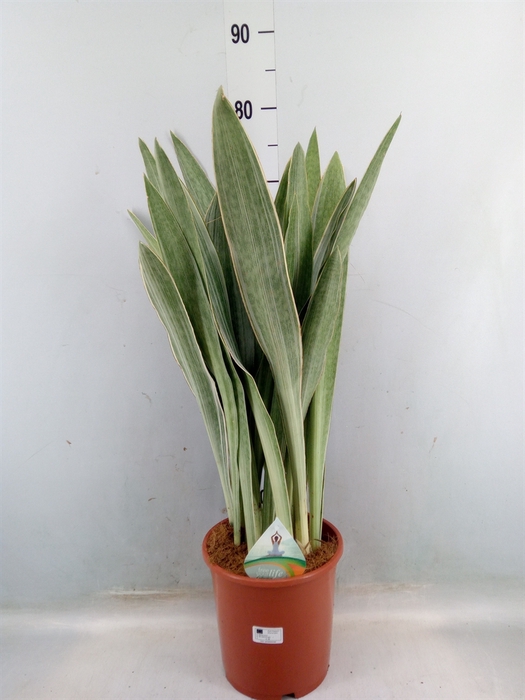 <h4>Sansevieria trifa.   ...</h4>