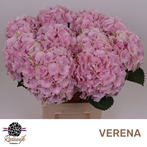 HYDR M CH VERENA