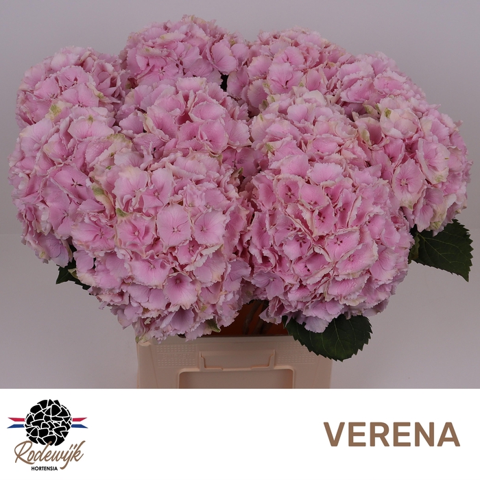<h4>HYDR M CH VERENA</h4>