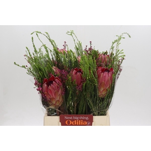 BQ Protea Silvia SFB