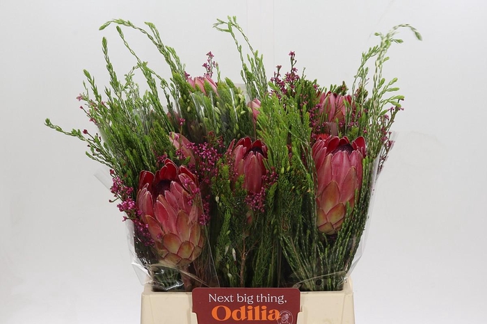 <h4>BQ Protea Silvia SFB</h4>