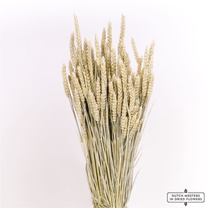 Dried Triticum Frosted White Bunch