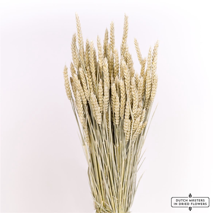 <h4>Dried Triticum X5 Frosted White Bunch</h4>