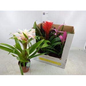 Bromelia   ...mix