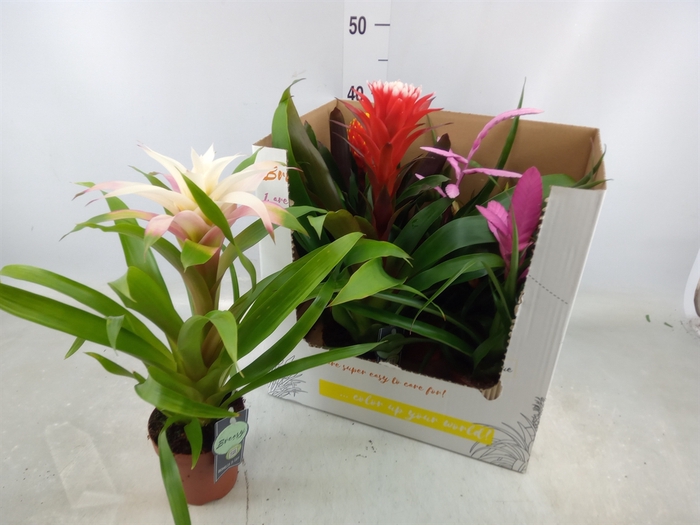 <h4>Bromelia   ...mix</h4>