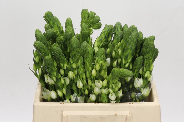 Ornithogalum thyrsoides Milky Way