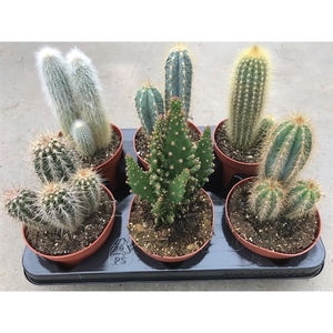202 Zuilen mix 12 cm