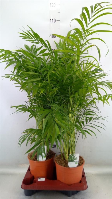 <h4>Chamaedorea elegans</h4>