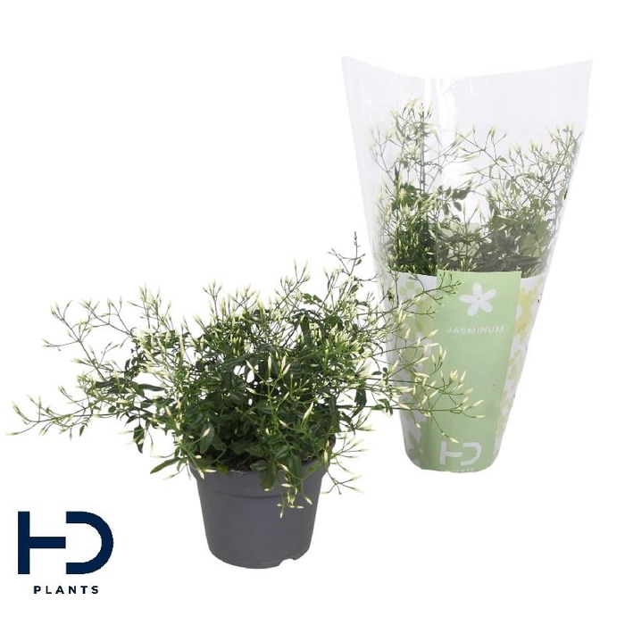 <h4>Jasminum Polyanthum struik</h4>